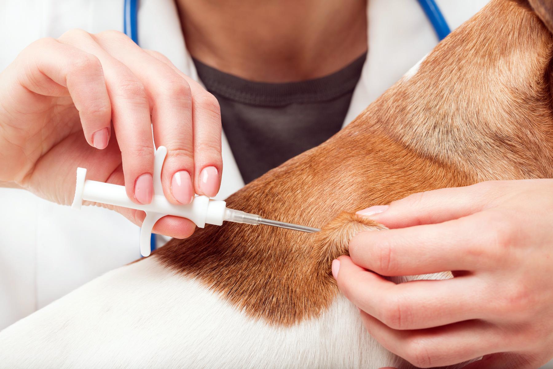 Microchipping