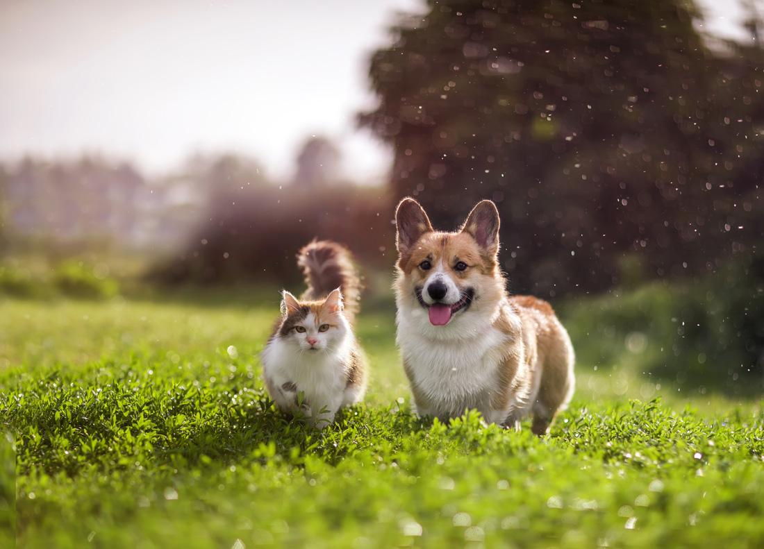 cat-and-dog-on-grass